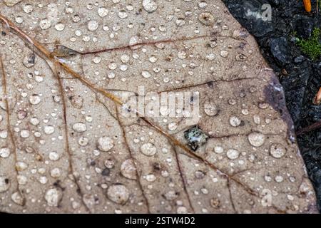 Gros plan de gouttes de pluie sur une feuille d'automne tombée, mettant en évidence des motifs veineux complexes et des gouttelettes d'eau reposant sur la surface texturée. Banque D'Images