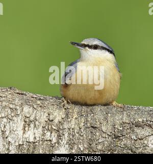 Narguilé (Sitta europaea) assis sur un tronc de bouleau tombé, animaux, oiseaux, Siegerland, Rhénanie-du-Nord-Westphalie, Allemagne, Europe Banque D'Images