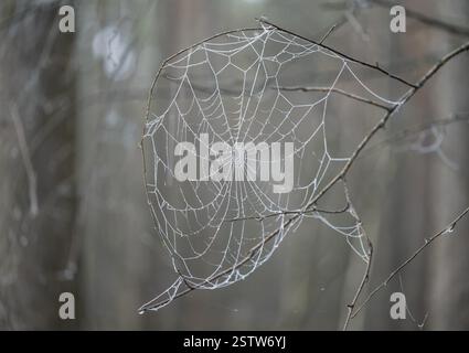 Toile d'araignée avec des gouttelettes d'eau gelées, détail, macro, gros plan, structure en filigrane, faible profondeur de champ, Allemagne, Europe Banque D'Images