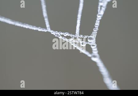 Fils d'araignée avec des gouttelettes d'eau gelées en hiver, détail, macro, gros plan, structure en filigrane, faible profondeur de champ, Allemagne, Europe Banque D'Images