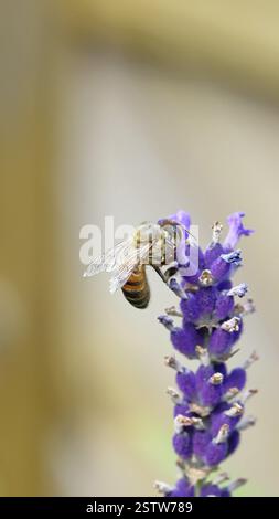Abeille mellifera (Apis mellifera) sur fleur de lavande (Lavandula angustifolia), photographie macro, Wilnsdorf, Rhénanie du Nord-Westphalie, Allemagne, Europe Banque D'Images
