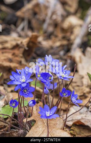 Hepatica (Anemone hepatica) fleurit au début du printemps, Suède, Europe Banque D'Images