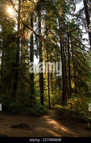 Forêt de grands sapins douglas avec la lumière dorée du soleil coulant à travers les branches. Banque D'Images