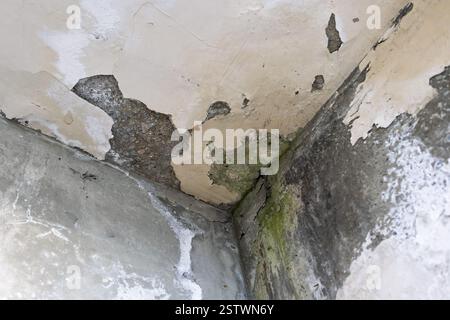 Gros plan d'un coin de mur détérioré avec peinture écaillée, béton exposé et formation de moisissures, indiquant des dommages causés par l'humidité et la décomposition. Banque D'Images
