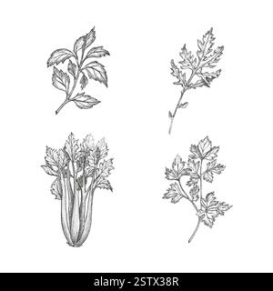 Serti avec basilic, persil, céleri et légumes à feuilles de roquette. Coriandre, coriandre. Vecteur sur la forme de fond blanc. Illustration graphique. Parfait pour Illustration de Vecteur