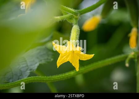 Plantes de concombre à fleurs en serre. Fleur de concombre de serre. Floraison des plants de concombre. Concombre (Cucumis sativus). Banque D'Images