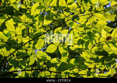 Foyer sélectif des feuilles de celer d'Ulmus pumila, du cornbeam européen ou du carpinus betulus dans le jardin, petite plante à feuilles qui forme une haie dense, verte Banque D'Images