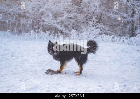 Jeune chien de berger bohème mignon enneigé se tient sur une prairie enneigée près de la forêt de Hoarfrost. Banque D'Images