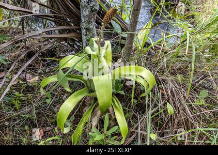 Bromelia, Aechmea bromeliifolia, Parc national de Grande Sertao Veredas, Cerrado, Brésil Savannah, Brésil Banque D'Images