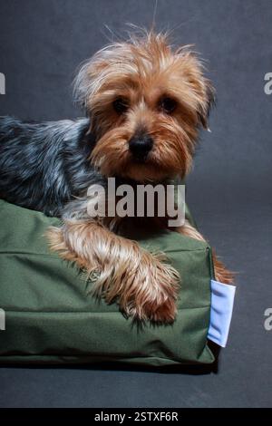 Portrait en gros plan d'un petit Yorkshire Terrier sur un lit de chien kaki dans une photo de studio dans le studio Banque D'Images