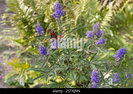 Mönchspfeffer, Zuchtform, Gartenform 'Delta Blues', Blütenbesuch von Tagpfauenauge, Keuschbaum, Keuschlamm, Tanis, Vitex agnus-castus, Vitex, Chaste T. Banque D'Images