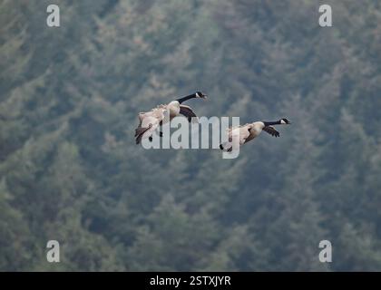 Goose Canada (Branta canadensis), débarquant sur un champ labouré, Dumfries, SW Écosse. Banque D'Images