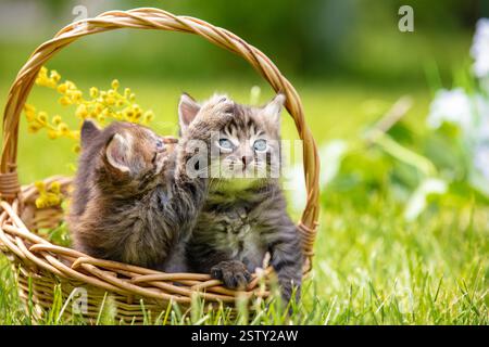 Deux petits chatons mignons dans un panier sur l'herbe dans le jardin d'été Banque D'Images