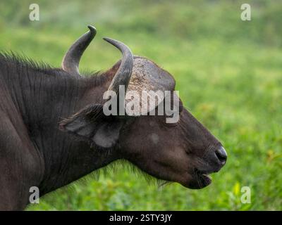 L'énorme tête d'un buffle du Cap (Syncerus caffer) dans le parc national d'Arusha. Le parc national d'Arusha est situé dans le nord de la Tanzanie. Banque D'Images