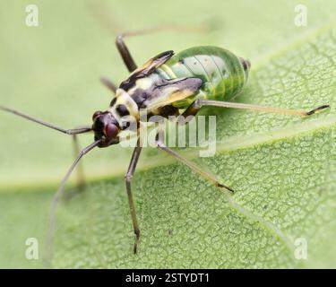 La nymphe de la punaise Grypocoris stysi mirid sur la face inférieure de la feuille. Tipperary, Irlande Banque D'Images