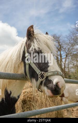 portrait de tête de cheval de ferme domestique. cheval brun et blanc dans le champ avec la tête au-dessus de la porte métallique Banque D'Images