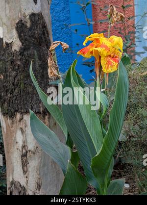 Canna Yellow King Humbert (Canna indica) plante à fleurs fleurie dans un jardin biologique en Inde. Banque D'Images