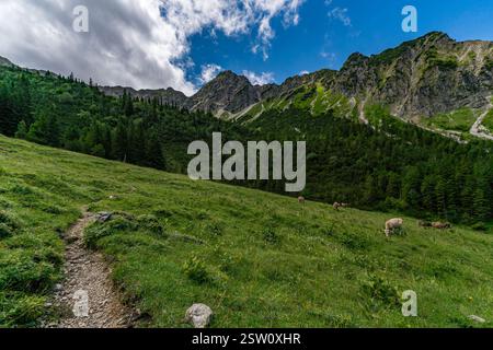 Paysage pittoresque dans la région d'Allgau avec des montagnes et du bétail en pâturage près de Bad Hindelang Hinterstein Banque D'Images