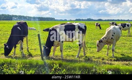 Pâturage des vaches dans les champs luxuriants de Noordoostpolder sous un ciel bleu Banque D'Images