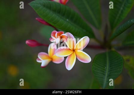 Plumeria cluster avec de jeunes bourgeons en floraison Banque D'Images