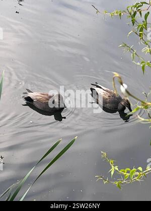 Gadwall (Mareca strepera), Aves, E Royal Ave, New Westminster, C.-B. ENV Banque D'Images