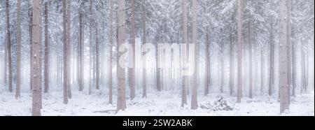 Un paysage hivernal panoramique d'une forêt blanche couverte de neige avec du brouillard en arrière-plan en faisant une image mystique Banque D'Images