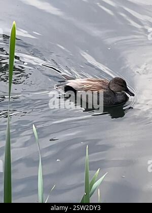 Gadwall (Mareca strepera), Aves, E Royal Ave, New Westminster, C.-B. ENV Banque D'Images