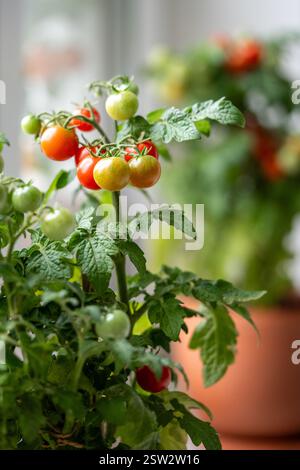 Gros plan de tomates cerises rouges mûres apparaissent d'abord sur la branche de la plante en pot à la maison. Jardin domestique Banque D'Images