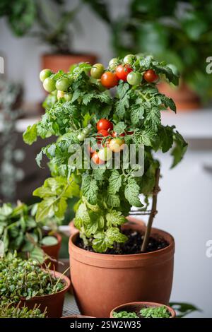 Les tomates cerises non mûres en pot poussent sur le rebord de la fenêtre. Jardin avec plantes en pot. Alimentation écologique Banque D'Images