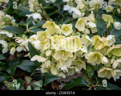 Helleborus Niger (Rose de Noël) avec des fleurs blanches abondantes qui fleurissent dans un jardin d'hiver britannique, ajoutant de la couleur de saison et de l'intérêt. Banque D'Images
