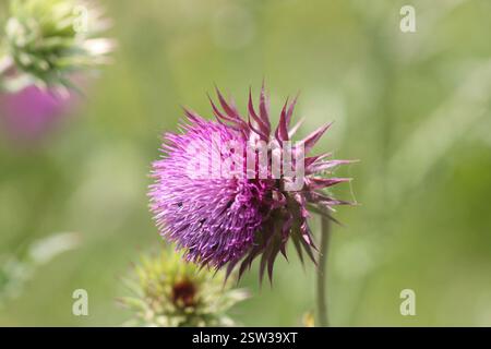 Chardon musqué (Carduus nutans), Plantae, 38690 Châbons, France Banque D'Images