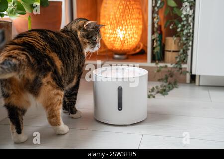 Cat regarde avec intérêt la fontaine d'eau automatique. Buveur intelligent moderne pour animaux de compagnie Banque D'Images