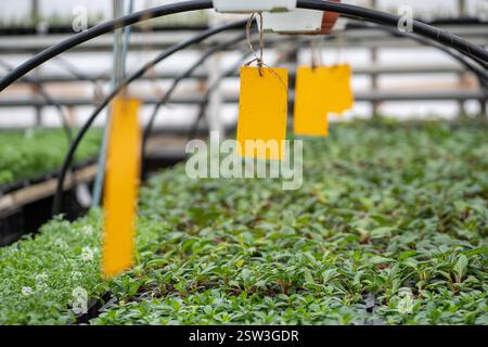 Mouffettes de champignon coincées sur un piège collant jaune dans la serre. Contrôle écologique des parasites des plantes dans la serre Banque D'Images