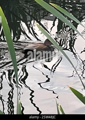 Gadwall (Mareca strepera), Aves, E Royal Ave, New Westminster, C.-B. ENV Banque D'Images