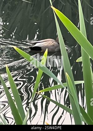 Gadwall (Mareca strepera), Aves, E Royal Ave, New Westminster, C.-B. ENV Banque D'Images