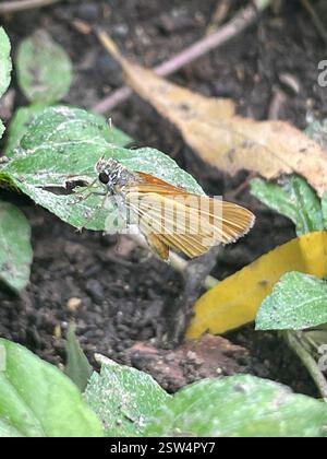 Orange Skipperling (Oarisma aurantiaca), Insecta, Babcock Rd, San Antonio, TX ÉTATS-UNIS Banque D'Images