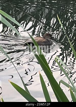 Gadwall (Mareca strepera), Aves, E Royal Ave, New Westminster, C.-B. ENV Banque D'Images