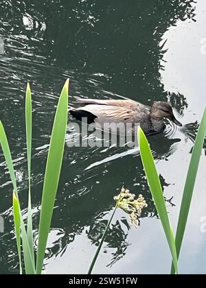 Gadwall (Mareca strepera), Aves, E Royal Ave, New Westminster, C.-B. ENV Banque D'Images