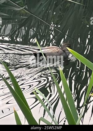 Gadwall (Mareca strepera), Aves, E Royal Ave, New Westminster, C.-B. ENV Banque D'Images