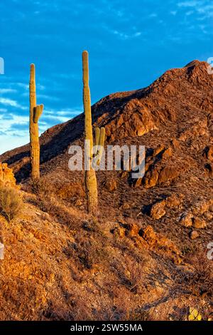 Deux cactus sont sur une colline dans le désert. Le soleil se couche, projetant une lueur chaude sur le paysage Banque D'Images