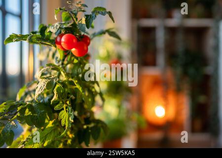 Gros plan de tomates cerises rouges mûres apparaissent d'abord sur la branche de la plante en pot à la maison. Jardin domestique Banque D'Images
