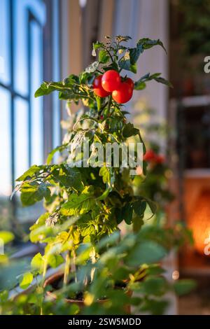 Gros plan de tomates cerises rouges mûres apparaissent d'abord sur la branche de la plante en pot à la maison. Jardin domestique Banque D'Images