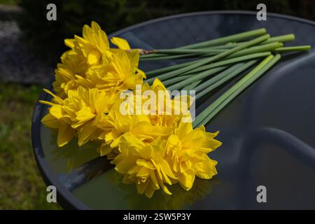 Bouquet fraîchement cueilli de jonquilles doubles jaune vif avec de longues tiges vertes couchées sur une table en verre réfléchissant à l'extérieur à la lumière du soleil Banque D'Images