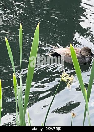 Gadwall (Mareca strepera), Aves, E Royal Ave, New Westminster, C.-B. ENV Banque D'Images