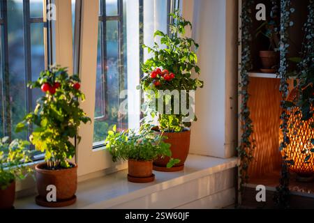 Petit buisson cultivé sur le terrain de tomate rouge cerise de balcon dans des pots en argile poussant sur le rebord de la fenêtre à la maison. Banque D'Images