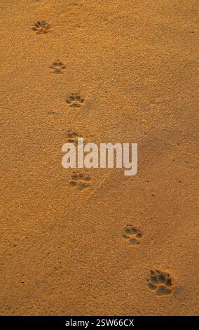 Empreintes de pas de chien dans le sable. Plusieurs empreintes de pattes de chien dans le sable sur une plage Banque D'Images