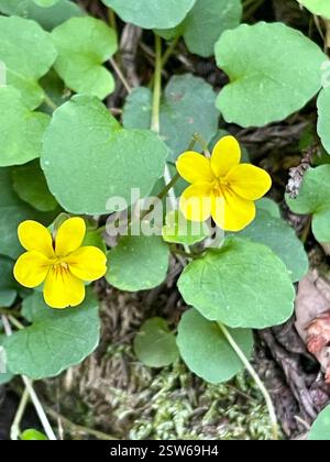 Violet de séquoia (Viola sempervirens), Plantae, Henry Cowell Redwoods State Park, Felton, CA, US, violettes jaunes fleurissant sous une canopée de séquoia (Sequoia sempervirens). Rouge Violet (Viola sempervirens) alias Violet Evergreen. Plante vivace indigène qui pousse dans les forêts côtières ombragées (forêts de séquoias, autres forêts côtières, sapin de Douglas et autres forêts de conifères). Les feuilles sont à feuilles persistantes, arrondies, en forme de cœur avec des pointes émoussées. Les fleurs jaune citron ont de délicates rayures brun foncé menant dans la gorge. Période de floraison maximale : février-avril. Habitat du Violet séquoia : 'habitat : Redwo Banque D'Images
