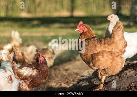 Un groupe de poulets élevés en liberté errant et picotant au sol par une journée ensoleillée. La scène représente la vie de la ferme naturelle avec des volailles jouissant d'un outd luxuriant Banque D'Images