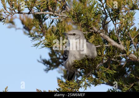 Mockingbird du Nord, Mimus polyglottos, recherche de cèdre rouge de l'est, Juniperus virginiana, fruit Banque D'Images