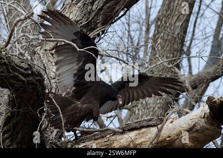 Dinde Vulture, Cathartes aura, atterrissage dans l'arbre Banque D'Images